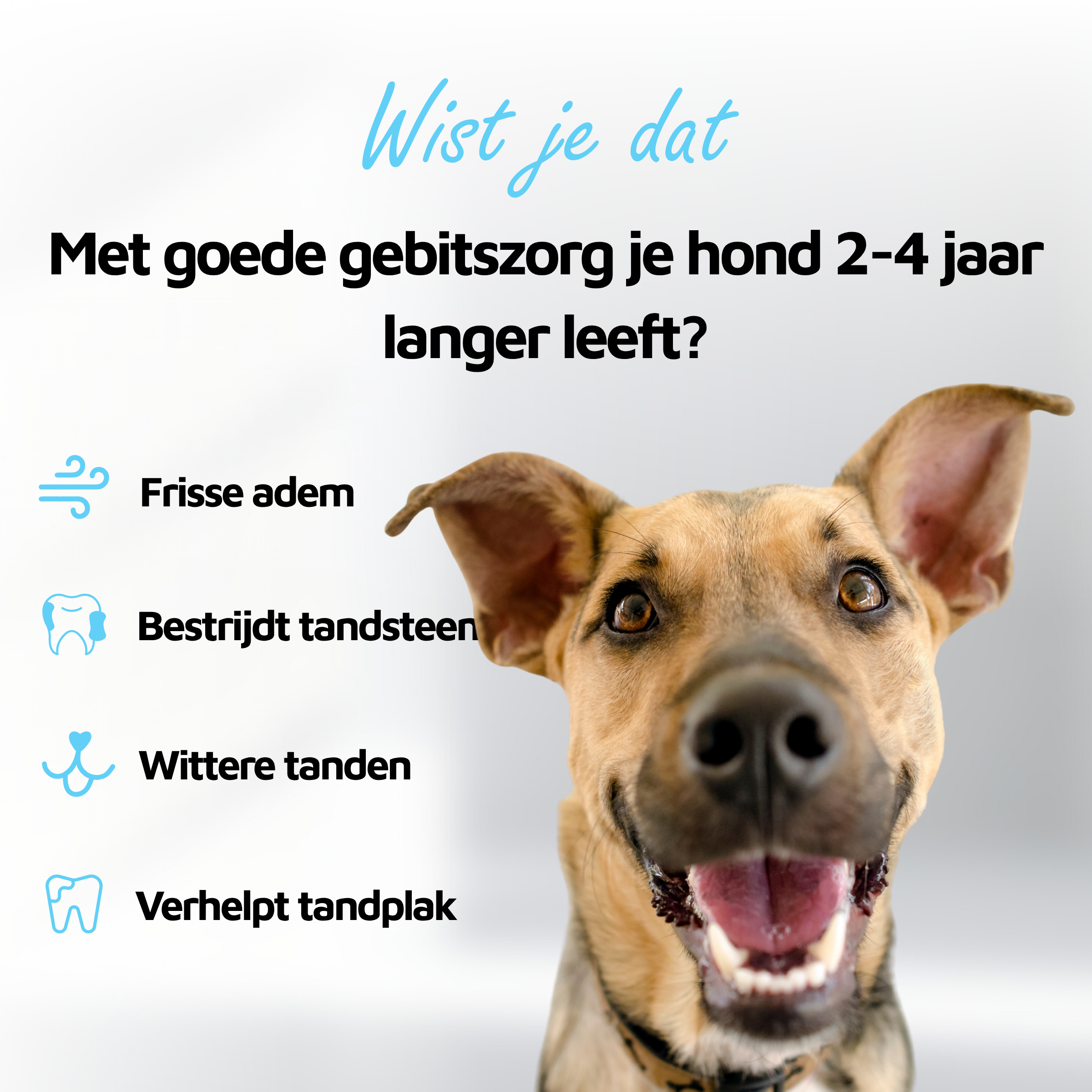 Gezond gebit - 90 schepjes