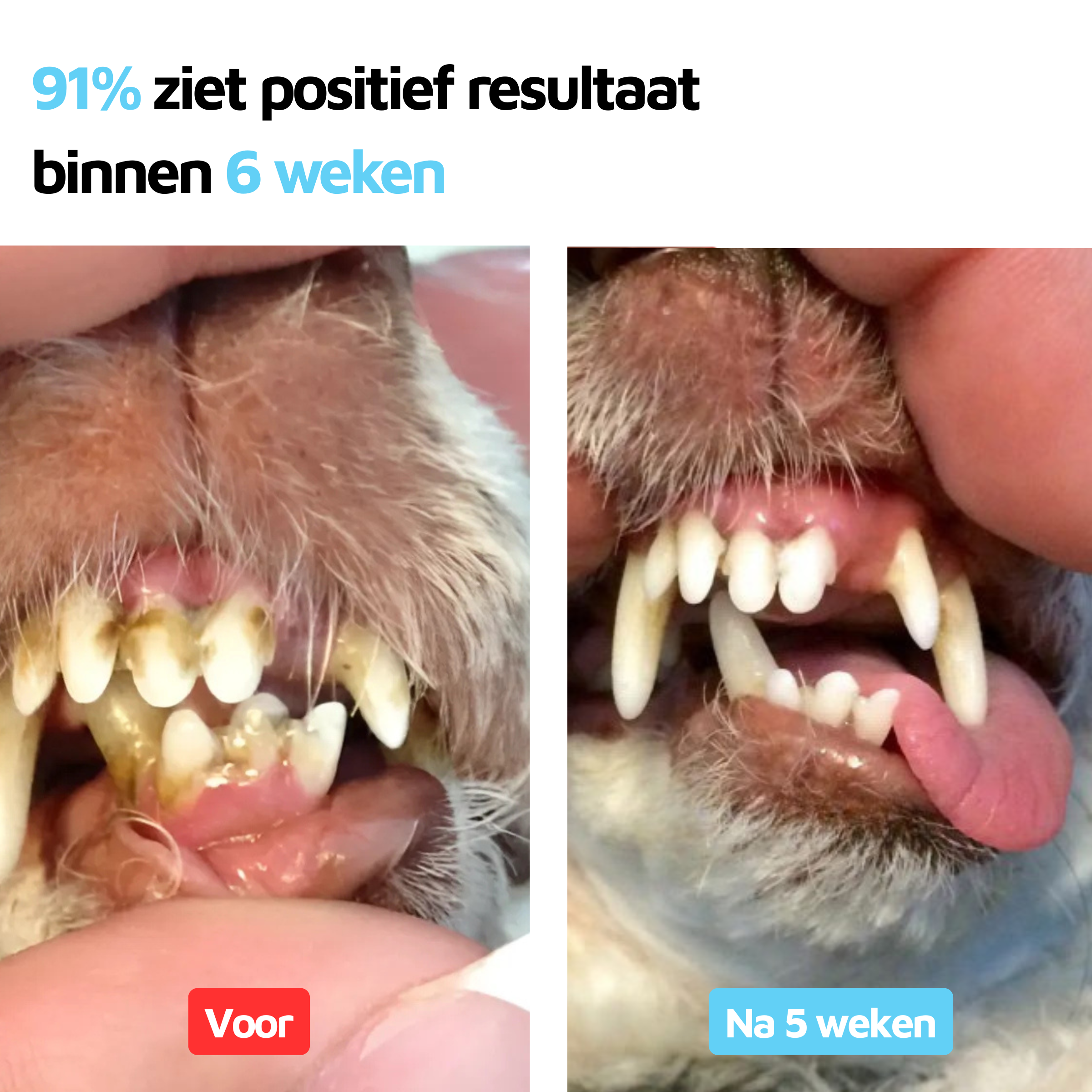 Gezond gebit - 90 schepjes