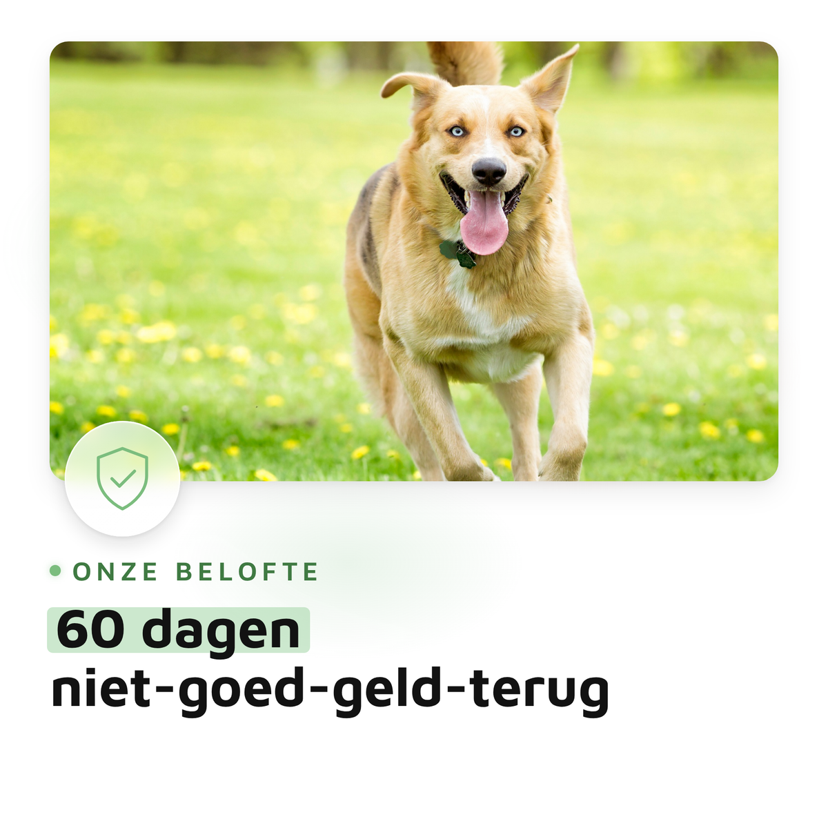 Huid & Vacht Vitaal
