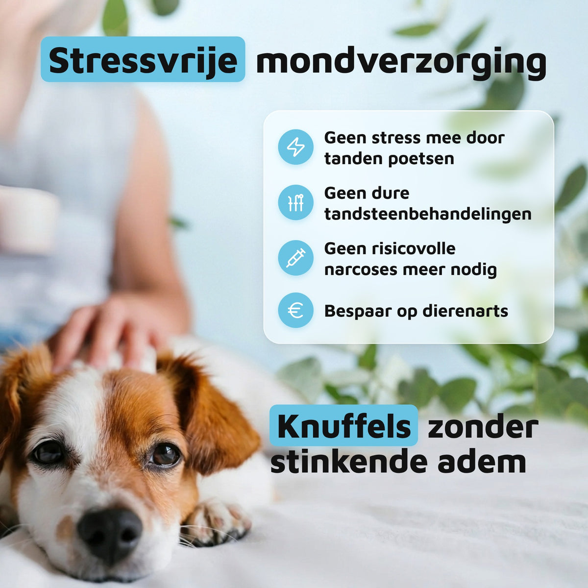 Gezond Gebit