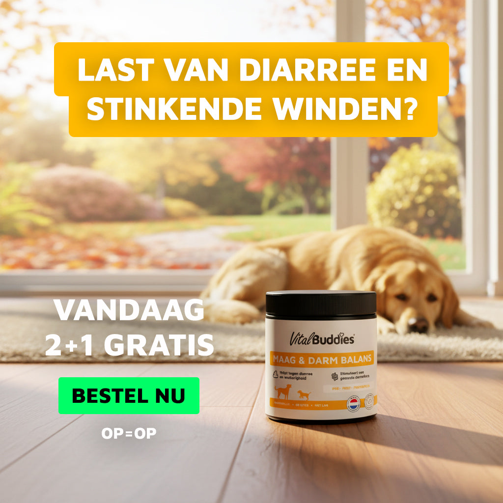 Maag & Darm Balans - 60 snoepjes